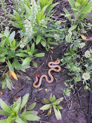 A small snake, upside down, showing golden-yellow with black bars on most of its belly, with bright-red on its tail, squiggled across muddy, weedy ground.