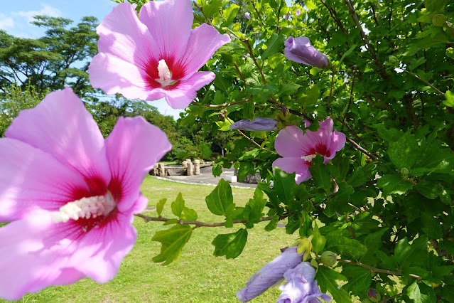 鳥取県米子市両三柳　弓ヶ浜公園　槿（ムクゲ）