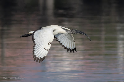 Ibis landing in the Milnerton Lagoon, Woodbridge Island