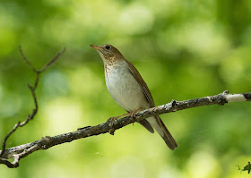 Veery - Hulbert Bog, Michigan, USA