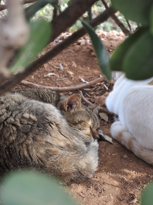 Malta: het kattenparkje in Sliema