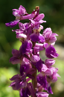 Orchis mâle - Satyrion mâle - Orchis mascula