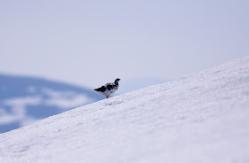 Ptarmigan, Cairngorms