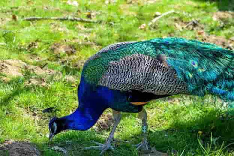 Facts about Peacock