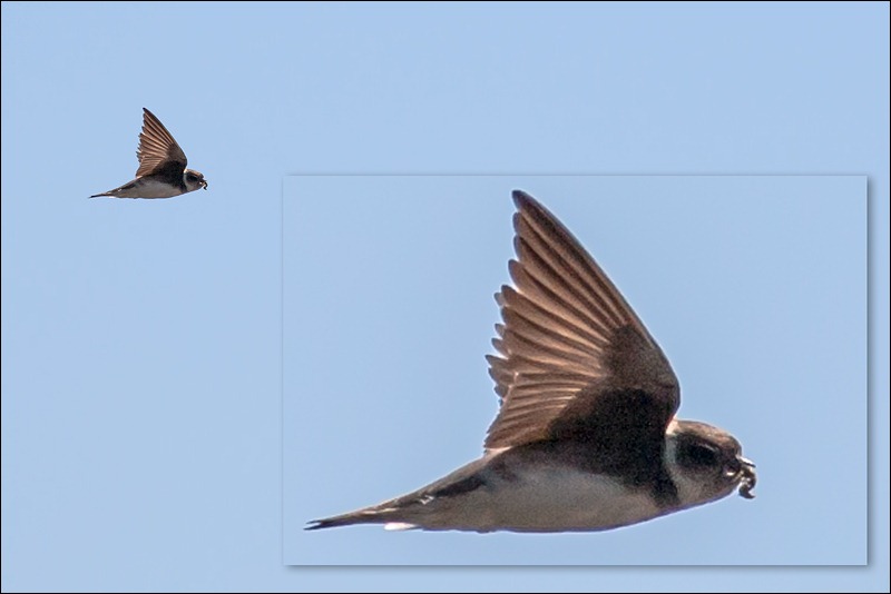 Sand Martin in flight