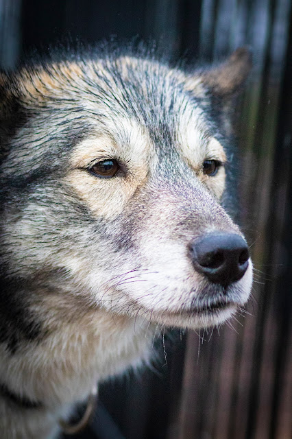 Canile Bearhill husky-Slitta trainata dai cani-Rovaniemi