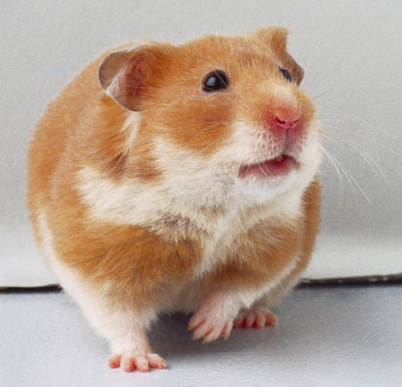 Long Hair Hamster. long-haired hamster,