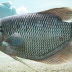 Jenis Ikan Gurame Cepat Besar yang Ada di Indonesia