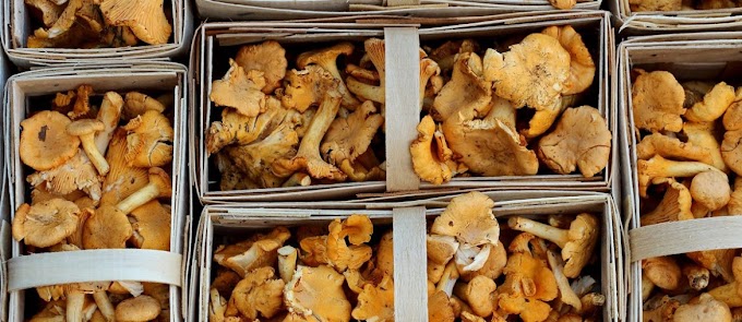 Using mushrooms for Depression | Mushrooms for Depression | Mushrooms for brain | Mushrooms for health | Biobritte mushrooms