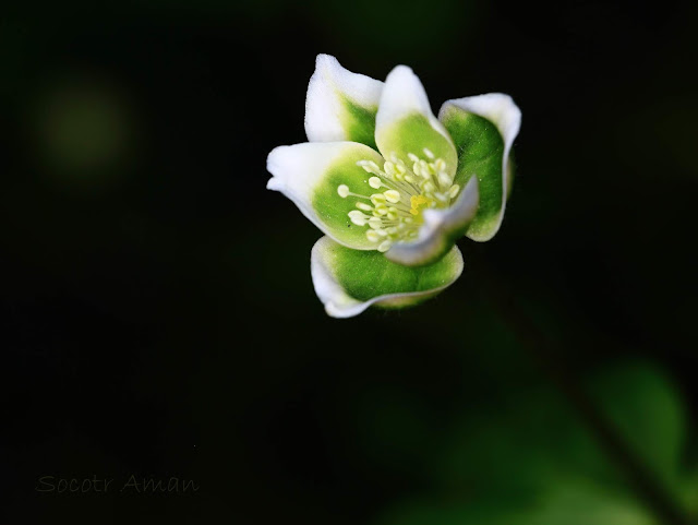 Anemone flaccida