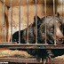 Beruang dikurung sejak kecil & dipaksa melakukan persembahan di sarkas akhirnya akan dilepaskan ke habitatnya
