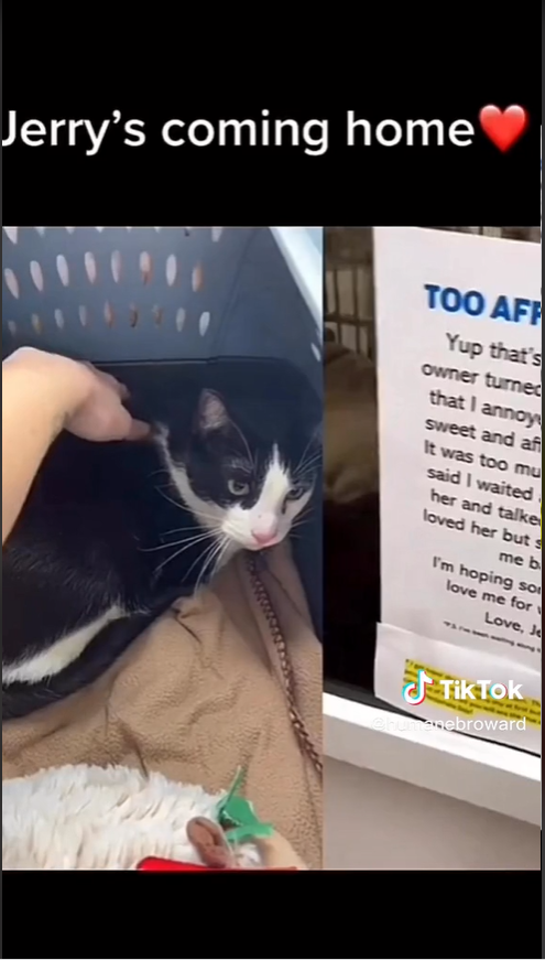 Florida Cat Surrendered By Owner For Being ‘Too Affectionate’