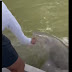 ΗΠΑ: Ψαράς είπε να ξεπλύνει τα χέρια του και δέχθηκε επίθεση από καρχαρία (Video) 