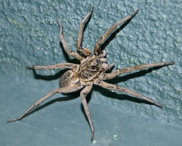 Saiba se a aranha de jardim é venenosa e perigosa