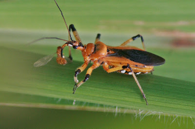 assassin bug, reduviidae, insect predator, sucking mouthparts