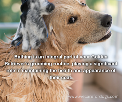 Bathing is an integral part of your Golden Retriever's grooming routine, playing a significant role in maintaining the health and appearance of their coat.