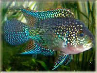 Jack Dempsey Fish Pictures