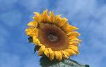 Like a Sunflower...