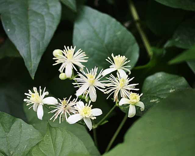 Close up of clematis flowers