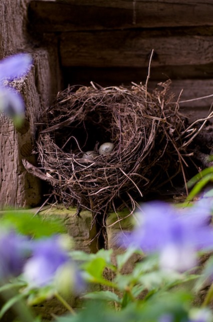 Bird next in garden shed, early June, England