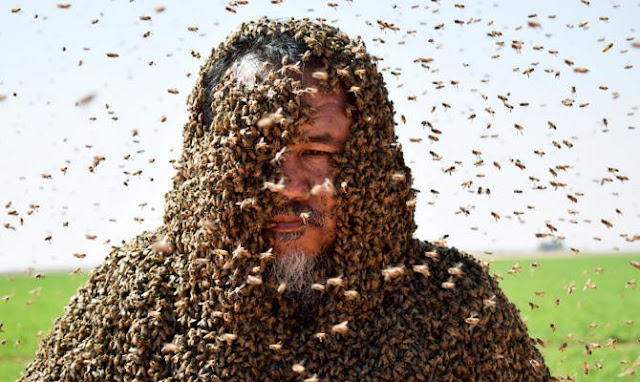 Saudi beekeeper becomes internet celebrity