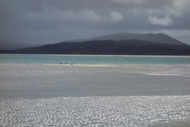 Light Birds Luskintyre Beach Harris