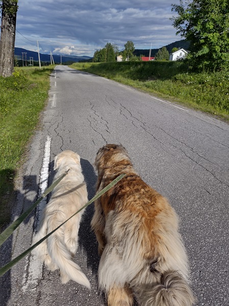 golden retriever leonberger