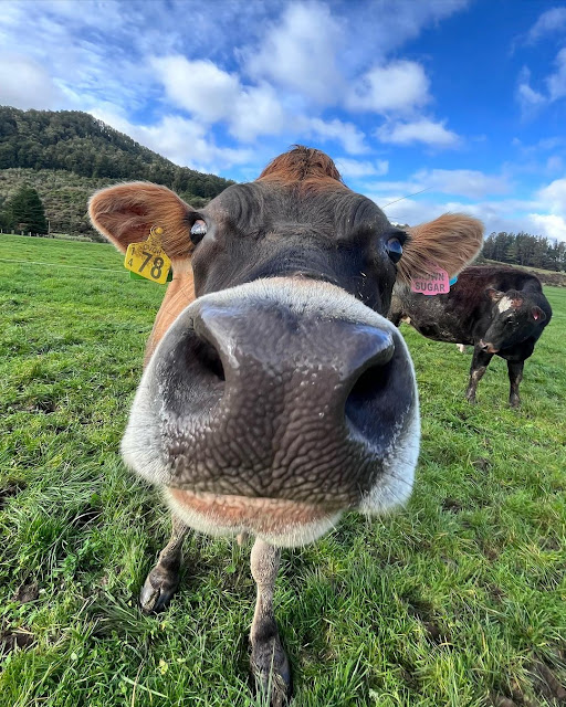 Cow Pictures