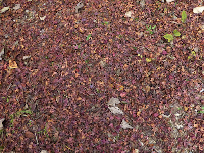 王仁公園・秋の紅葉ウォーキング