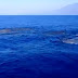 Φάλαινες στα νερά της Κρήτης [Βίντεο]