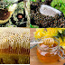 Công dụng của mật ong rừng tràm nguyên chất