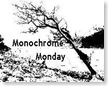 Monochrome Monday