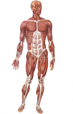 49_imagen-cuerpo-humano-musculos