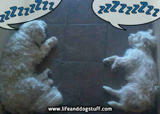 Buffy and Fluffy sleeping