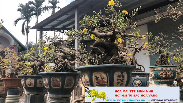 Mai vàng bonsai Bình Định 2020