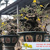 Cùng ngắm những tuyệt phẩm mai Bonsai Bình Định 2020 đẹp hút hồn người xem