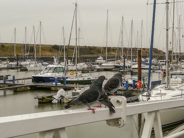 Photo of pigeons on the ramp at Maryport Marina during a brief break in the rain on Wednesday