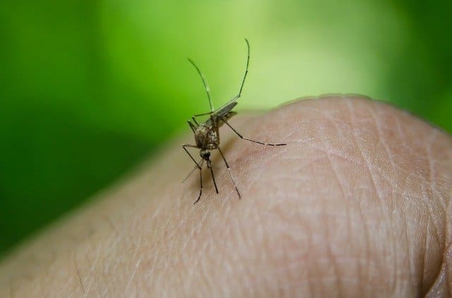 డెంగ్యూ జ్వరం అంటే ఏమిటి? | What is dengue and severe dengue fever? in Telugu