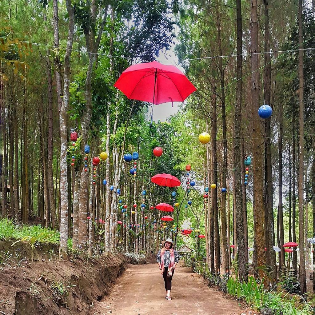 Wisata Alam Hutan Pinus Di Sumber Putih Wajak Kanalmalangnet