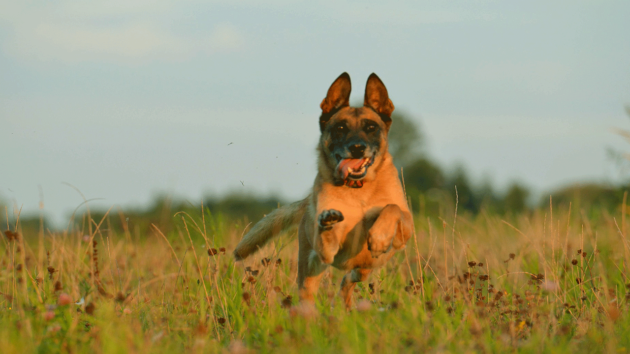 bereger malinois