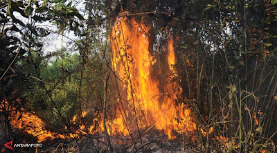 Titik Api Di Riau Berasal Dari Lahan Milik Malaysia