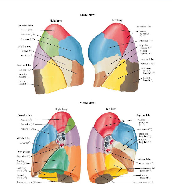 Bronchopulmonary Segments Anatomy (continued)  Lateral views  Right lung Left lung, Superior lobe, Apical (S1) Posterior (S2) Anterior (S3), Middle lobe Lateral (S4) Medial (S5), Inferior lobe, Superior (S6), Anterior basal (S8), Lateral basal (S9), Superior lobe, Apico-posterior (S1+2), Anterior (S3), Superior lingular (S4), Inferior lingular (S5), Inferior lobe, Superior (S6), Antero- medial basal (S7+8), Lateral basal (S9),  Medial views, Right lung Left lung, Superior lobe, Apical (S1) Posterior (S2) Anterior (S3), Middle lobe, Medial (S5), Inferior lobe, Superior (S6), Medial basal (S7), Anterior basal (S8), Lateral basal (S9), Posterior basal (S10), Superior lobe, Apico- posterior (S1+2), Anterior (S3), Superior lingular (S4), Inferior lingular (S5), Inferior lobe, Superior (S6), Anteromedial basal (S7+8), Lateral basal (S9), Posterior basal (S10).