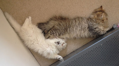 persian kittens