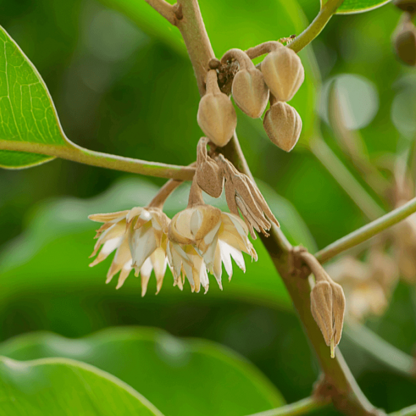 Bacula Flower Images Download Bacula Flower Garland Images Flowers Pics - Bacula flower - NeotericIT.com