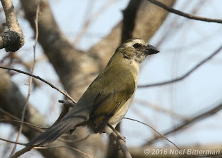 Streaked Saltator