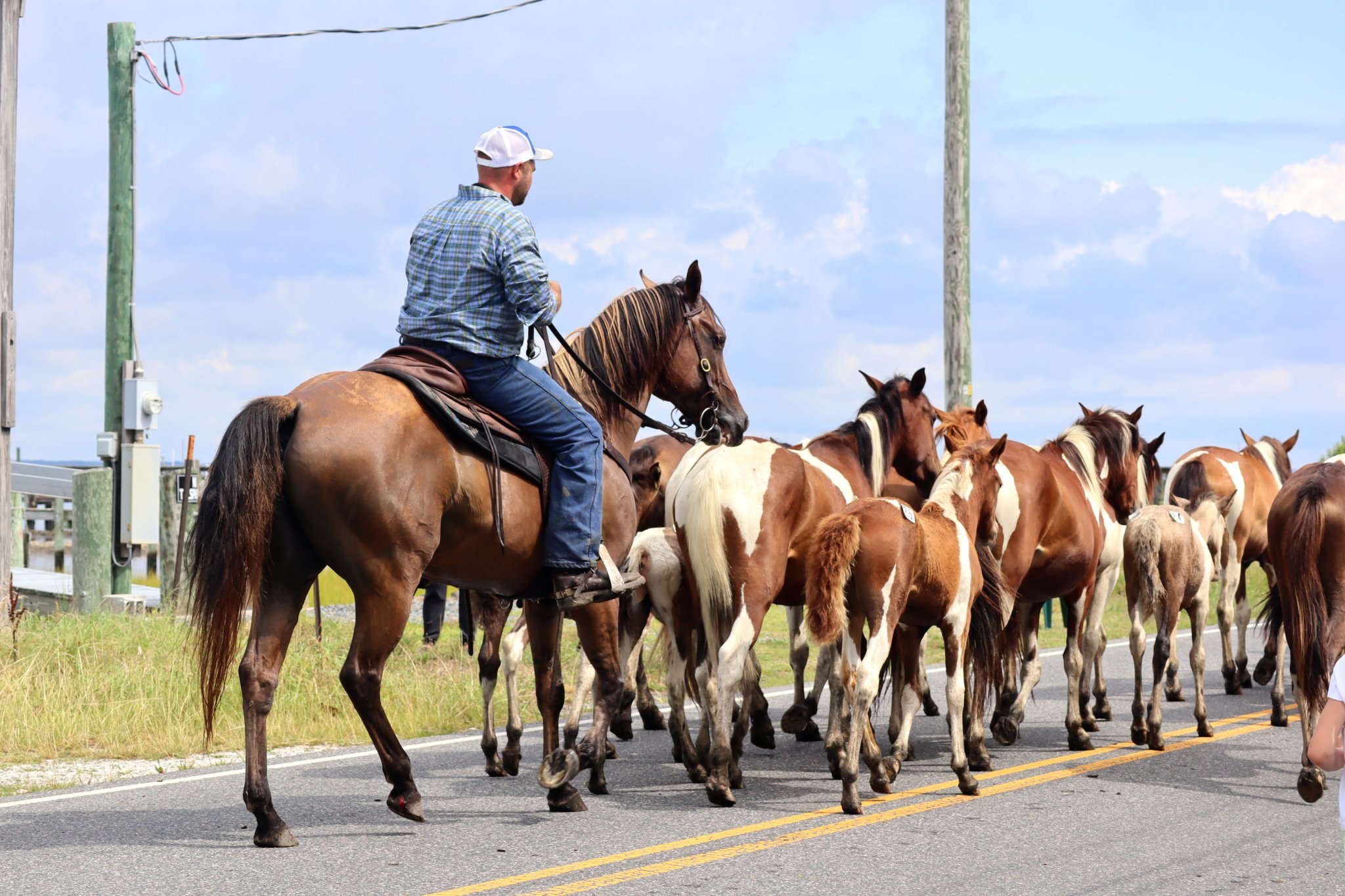 FAQ: Wild Chincoteague Ponies and Pony Penning