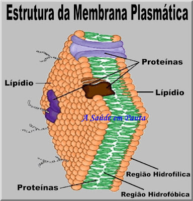 Esquema mostrando um corte longitudinal da membrana plasmática e seus componentes.