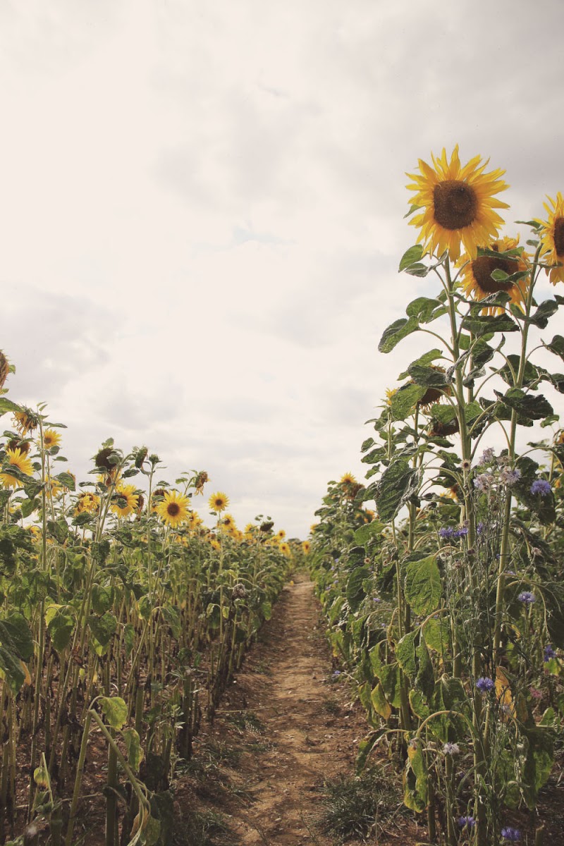 it's cohen - uk style blog: wiwt, american apparel sunflower shorts, festival fashion, summer outfit ideas