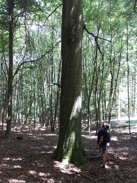 trees of Nationalpark Eifel