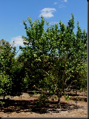 DSC04205